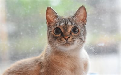 gray cat, big eyes, domestic cats, pets, cute animals, cats