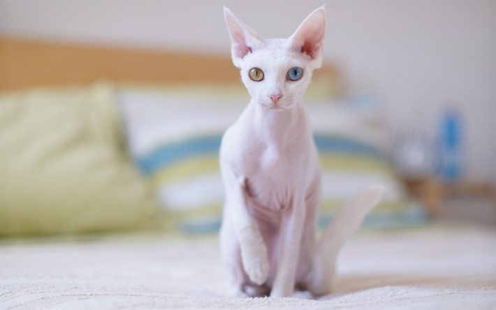 スコーニッシュ-レックス, 国内猫, 白猫, heterochromia, 異なる色で目の, 猫