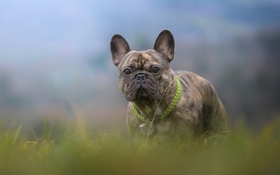 french bulldog, black puppy with brown spots, pets, small dogs, cute animals, dogs