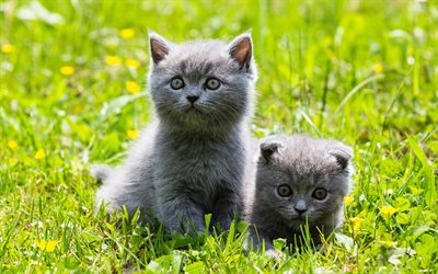British Shorthair Cats, freen grass, gray cat, domestic cat, kittens, pets, cats, cute animals, British Shorthair