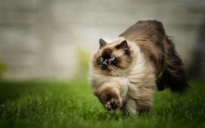 Siamese cat, brown fluffy cat, green grass, running cat, pets, cats