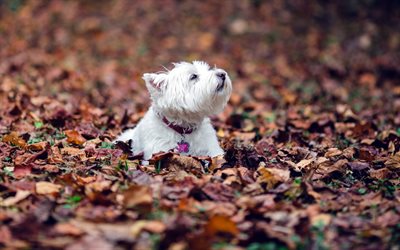 West Highland White Terrier Dog, autumn, white Westie, bokeh, lawn, cute animals, pets, Westy Dog, summer, Westie, sunset, dogs, West Highland White Terrier
