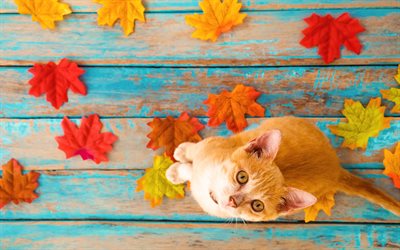 ginger cat, autumn leaves, yellow leaves, domestic cat, pets