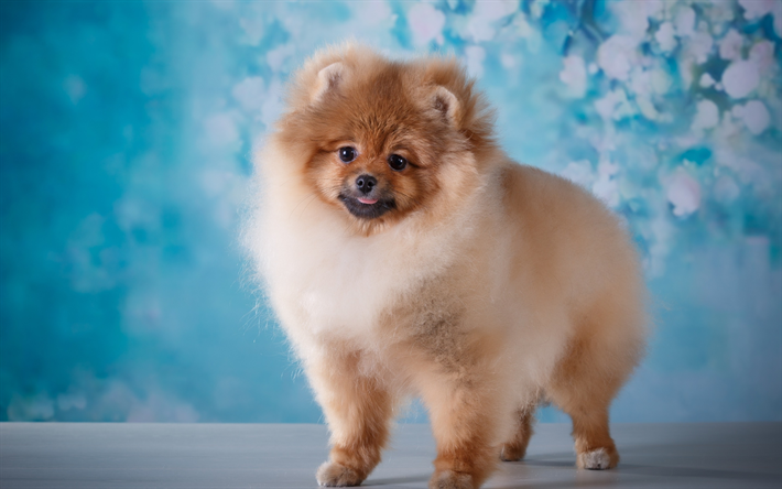 Pomeranian, brown fluffy dog, pets, cute dogs, puppies, spitz
