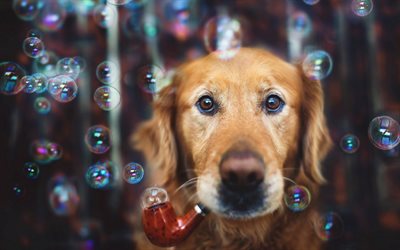 Golden Retriever, bubble blower, close-up, labrador, perros, triste de perros, mascotas, perros lindos, Golden Retriever Perro