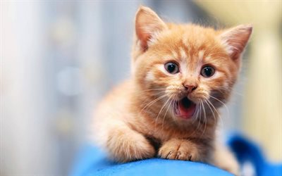 ginger kitten, domestic cat, ginger cat, pets, cats, cute animals, kittens
