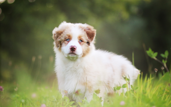 Pastore australiano, bianco soffice cagnolino, cucciolo carino, occhi azzurri, maschio cane bianco, Aussie