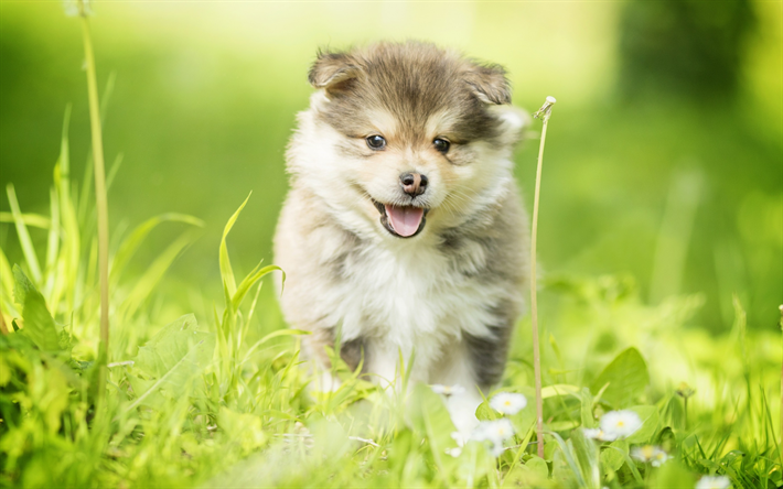 少しグレーのパピー, フィンランドのLapphund, ふわふわの小犬, ペット, 緑の芝生, 犬, スピッツ, ラップランド犬