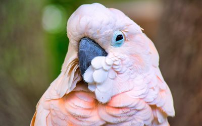 Galah, pink cockatoo, pink parrot, pink birds, parrots, cockatoo, Eolophus roseicapilla, Australia