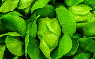 repolho verde, 4k, macro, legumes texturas, repolho texturas, folhas de couve, legumes frescos, repolho, legumes
