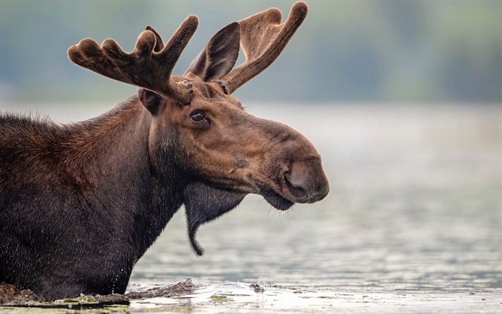 moose, river, wildlife, wild animals, moose in the water