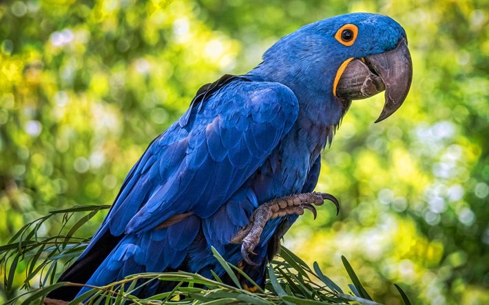Hyacinth macaw, wildlife, blue parrots, bokeh, blue macaw, Anodorhynchus hyacinthinus, parrots, macaw