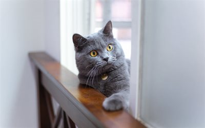 猫, ペット, 灰色猫, かわいい動物たち