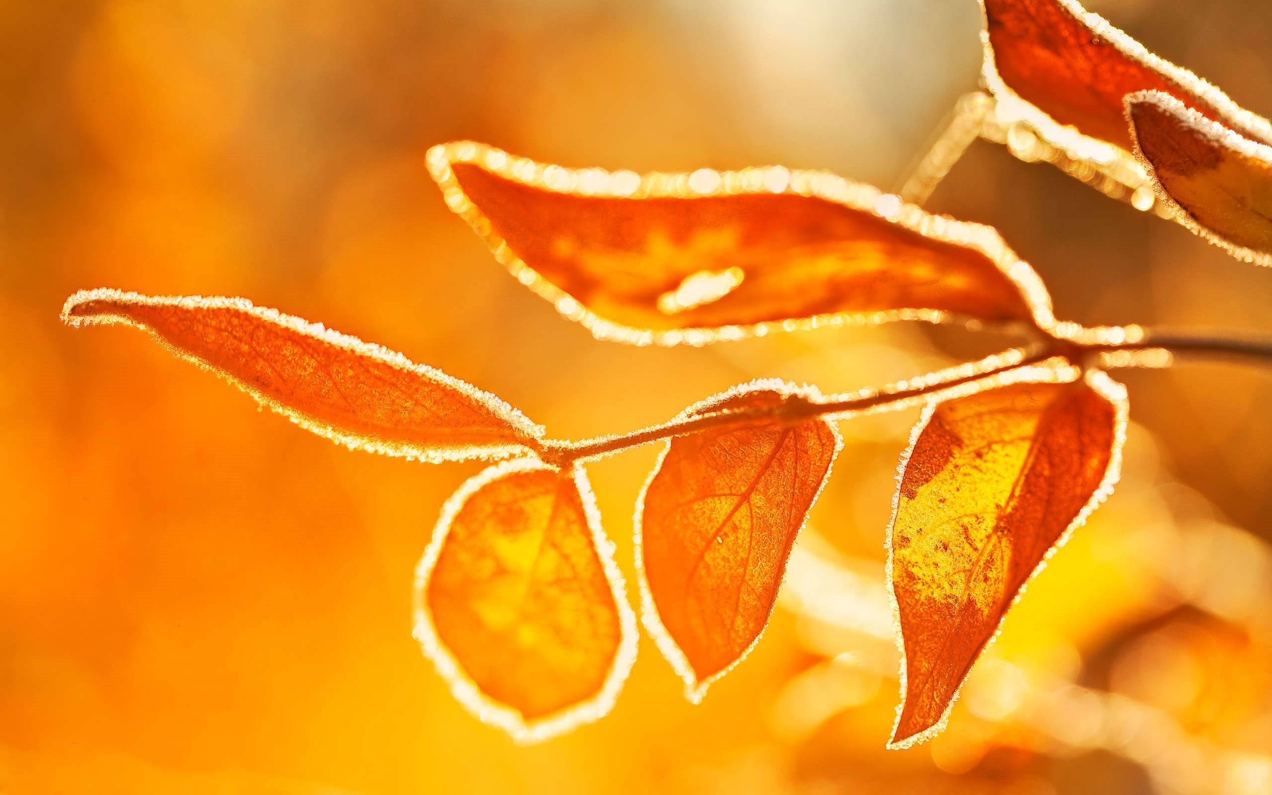Download Wallpapers Morning Autumn Tree Branch Yellow Leaves Frost