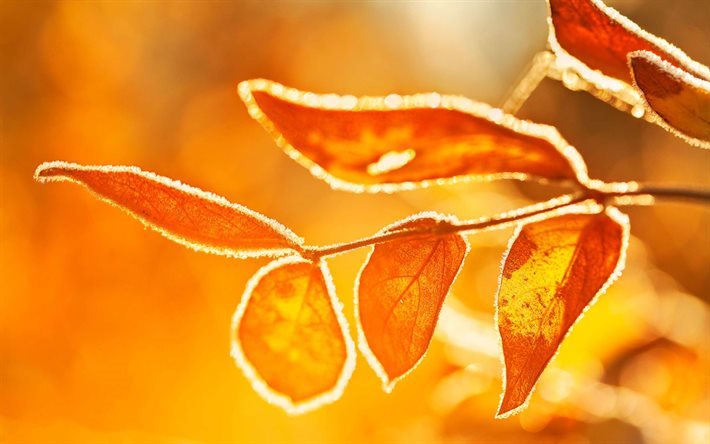 mattina, autunno, albero, ramo, foglie gialle, gelo