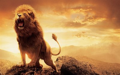 León, África, puesta de sol, la rabia, la vida silvestre