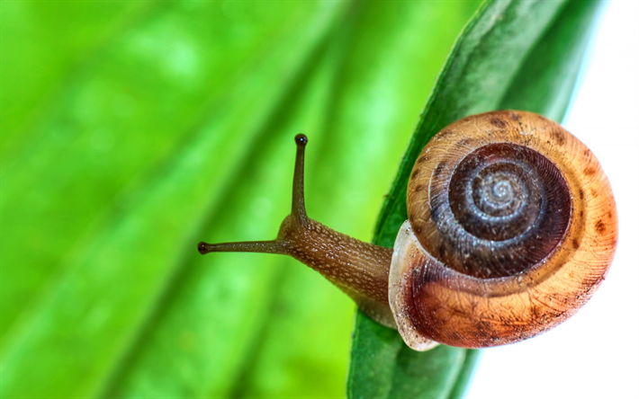 snail, green leaf, shell, leaf texture