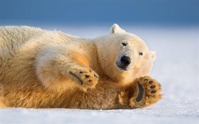 polar bear, snow, ice, Antarctica, wildlife, bears