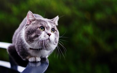 gris peludo gato, mascotas, gatos, animales lindos