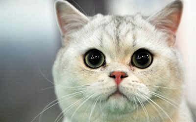 British Shorthair, cats, cute animals, muzzle, funny cat