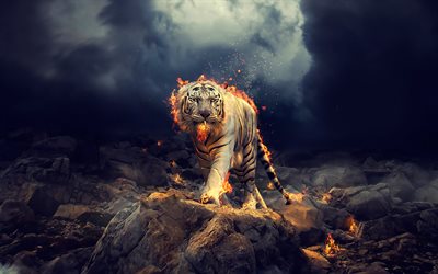 Panthera tigris tigris, art valkoinen tiikeri, saalistajat, palo, Bengalin tiikeri