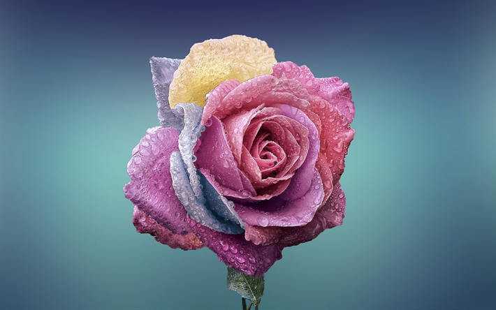 colored rose, drops of water, rose, beautiful flower, rosebud