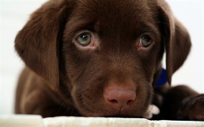 chocolate labrador, 4k, puppy, dogs, retriever, cute animals