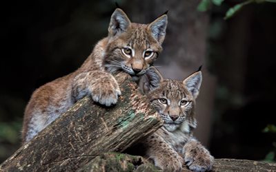 small lynx, wildlife, forest, cute animals, lynx