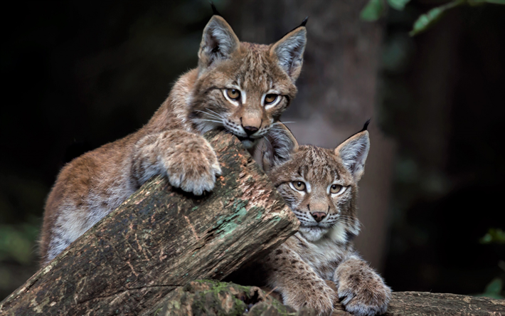 小lynx, 野生動物, 森林, かわいい動物たち, lynx