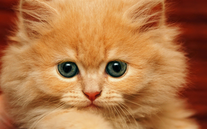 ペルシャ猫, 4k, 生姜子猫, かわいい動物たち, 子猫, 猫