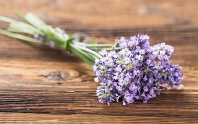 lavender, purple flowers, bouquet, wild flowers
