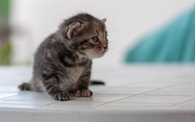 small kitten, cute animals, cats, gray kitten, pets