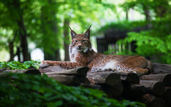 4k, Lince, floresta, predador, a vida selvagem, bokeh, Lynx lynx