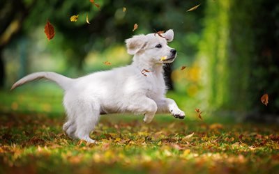 white retriever, white cute puppy, pets, small dogs, white labrador, dogs, autumn, forest