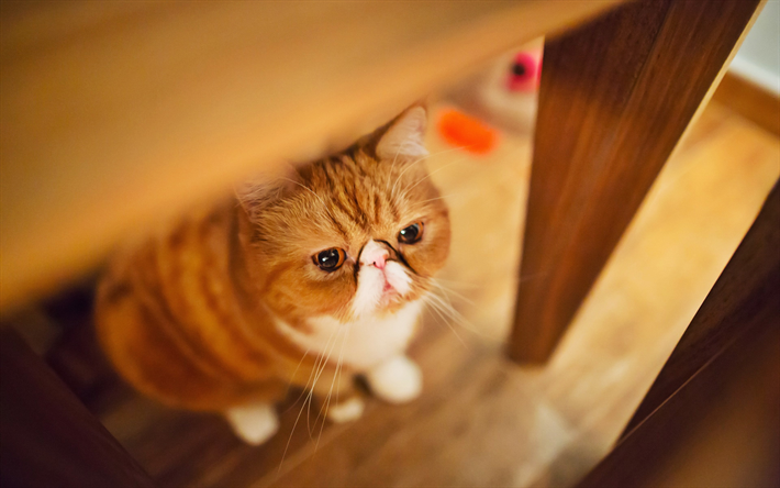 Exotic Shorthair, ginger cat, bokeh, pets, cats, cute animals, ginger exot, domestic cats, Exotic Shorthair Cat