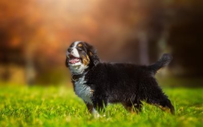 Berner Sennenhund, bokeh, pets, sennenhund, lawn, summer, dogs, Bernese Mountain Dog, cute animals, Berner Sennenhund Dog