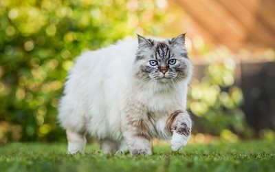 Ragdoll, white fluffy cat, blue eyes, beautiful big cat, cute animals