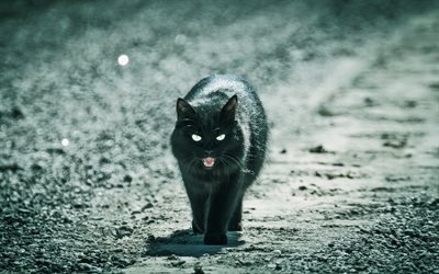 Gatto Bombay, il buio, gli animali domestici, bokeh, gatto nero, gatto domestico, gatti Bombay