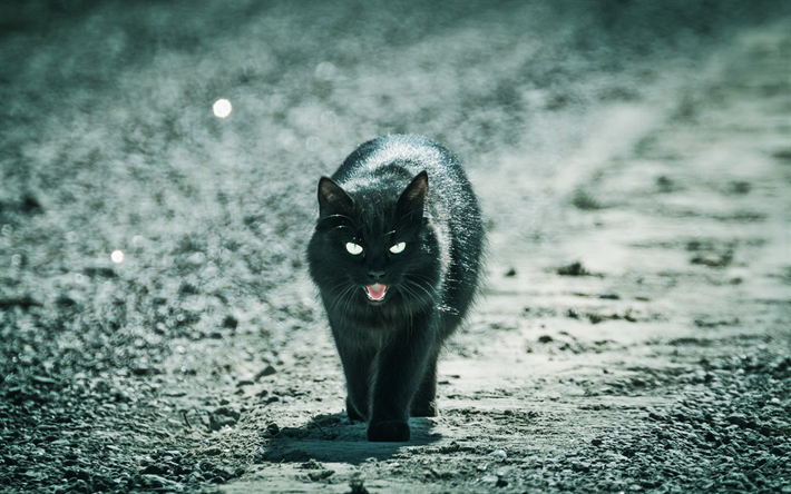 Bombay Chat, l&#39;obscurit&#233;, les animaux de compagnie, bokeh, chat noir, chat domestique, de chats, de Bombay