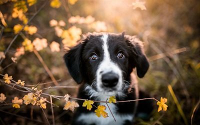 border collie, black cute puppy, small black dog, autumn, yellow leaves, dogs