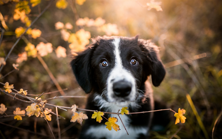 border collie, k&#246;pek, siyah, sevimli, k&#252;&#231;&#252;k siyah k&#246;pek, sonbahar, sarı yapraklar, k&#246;pekler