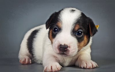 Beagle, cucciolo, carino, cane, animali domestici, cani, piccoli beagle, cane triste, simpatici animali, Cane Beagle