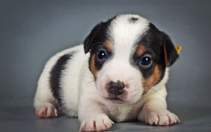 Beagle, chiot, mignon, chien, animaux familiers, les chiens, la petite beagle, triste, animaux mignons, Chien Beagle