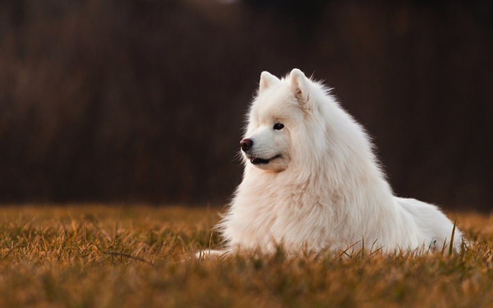 samoiedo, bianco soffici cane, autunno, sera, tramonto, grande cane bianco, animali domestici
