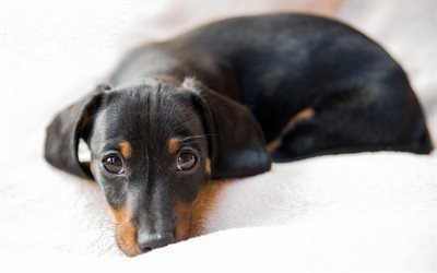 Dachshund Dog, bokeh, close-up, dogs, sad dog, black dachshund, pets, cute animals