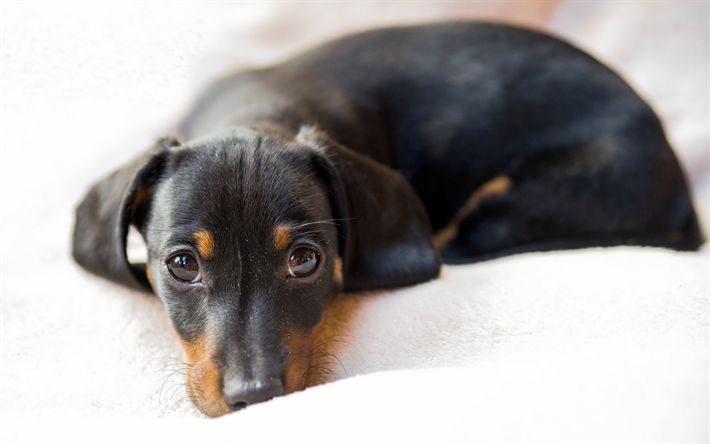 Dachshund, K&#246;pek, durum, yakın &#231;ekim, k&#246;pek, &#252;zg&#252;n k&#246;pek, siyah bir dachshund, hayvanlar, sevimli hayvanlar