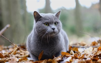 autumn, gray cat, British Shorthair, pets, cats, yellow leaves