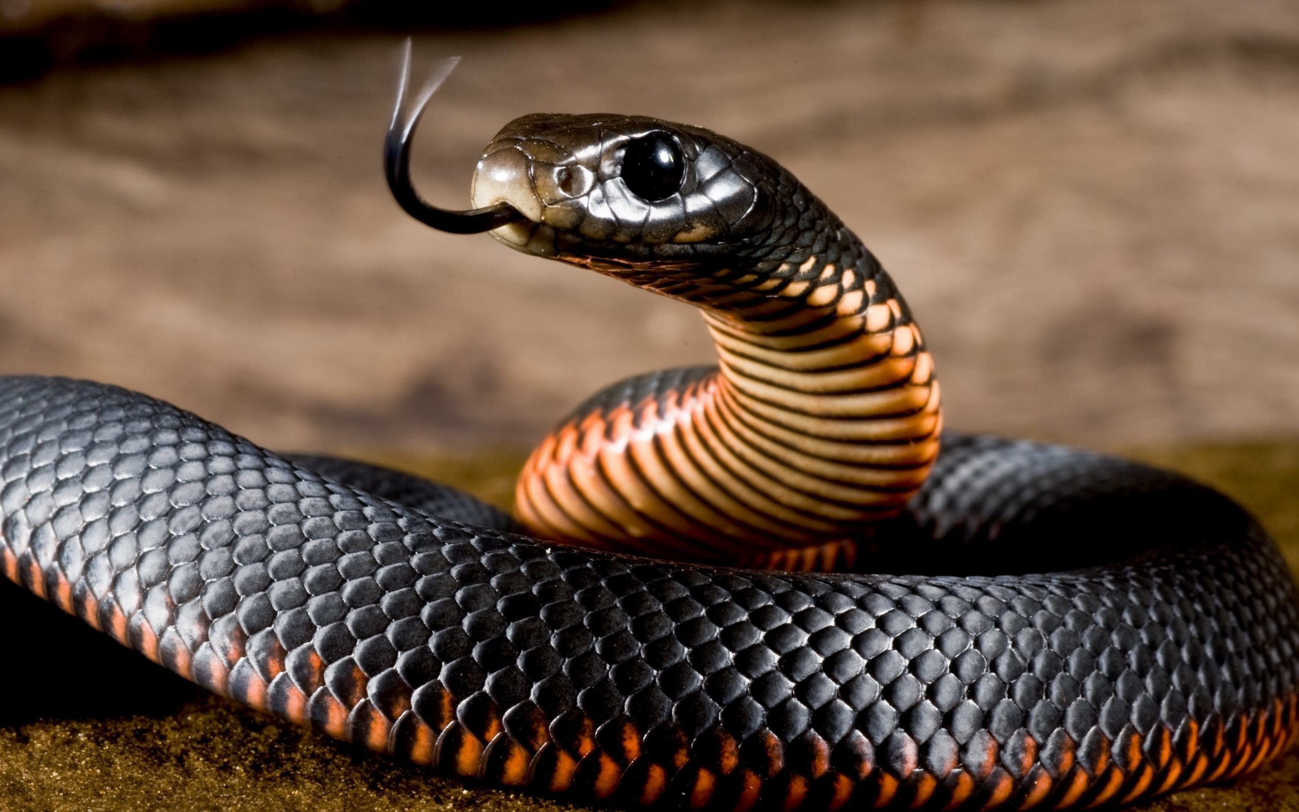 ダウンロード画像 蛇 爬虫類 黒蛇 画面の解像度 2560x1600 壁紙デスクトップ上