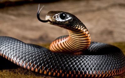 snake, reptile, black snake