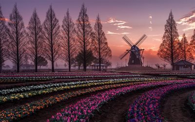 الزنبق, طاحونة, غروب الشمس, حقل من زهور الأقحوان, هولندا, الهولندي الزنبق